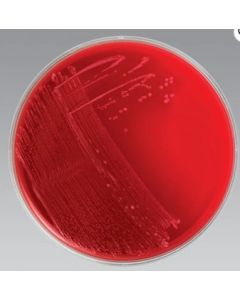 ANAEROBIC(CDC)BLD AGAR 10/PK