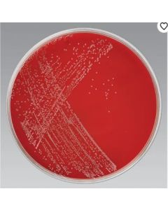 CAMPY BLD AGAR(TRIMETH 10/PK